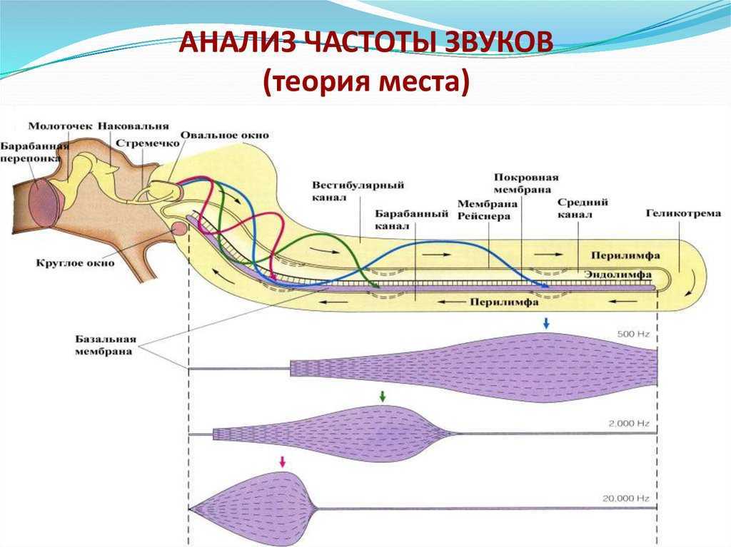 Фонематический слух. развитие фонематического слуха. нарушение